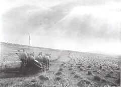 E00282 Farming on Beachy Head - Flickr - East Sussex Libraries Historical Photos.jpg